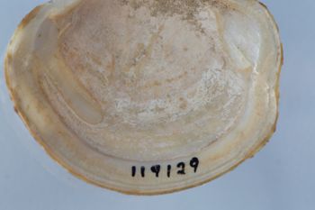 Media type: image; Malacology 119129
